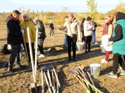 В День древонасаждения в Волгодонске высадили сотни молодых деревьев